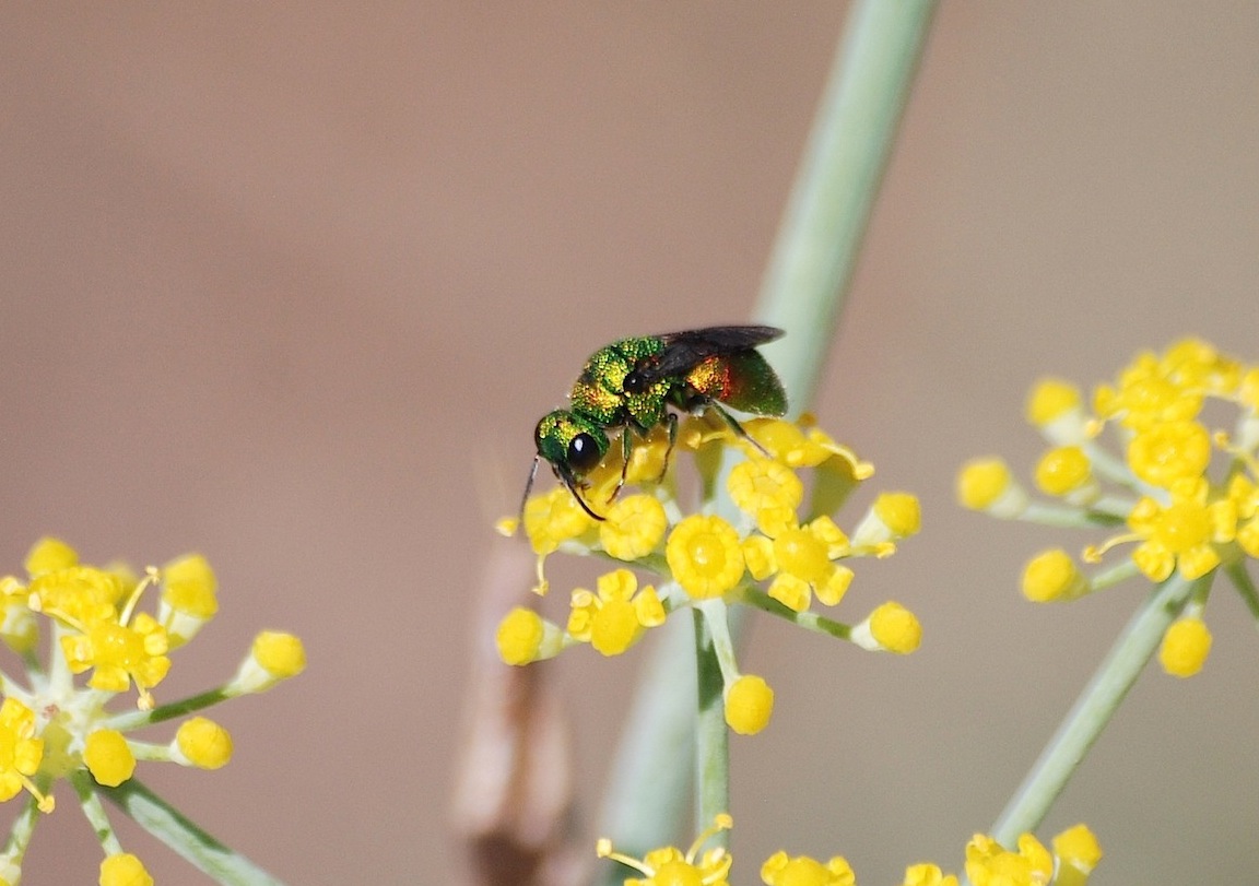 Id 1: Holopyga sardoa (Chrysididae)